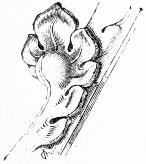 MONUMENTAL CROCKET. Illustration: MONUMENTAL CROCKET.