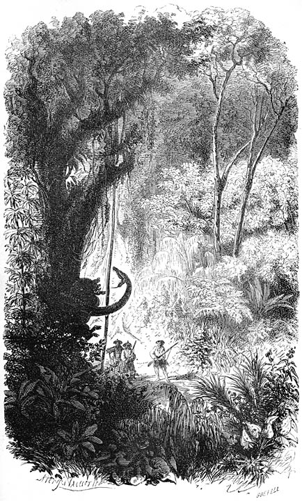 Serpent boa &eacute;touffant un sanglier. Page 342.