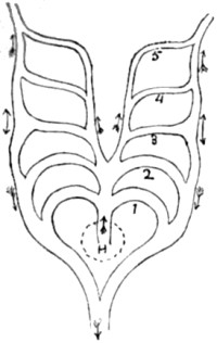 Ideal diagram of primitive gill- or
aortic-arches.
