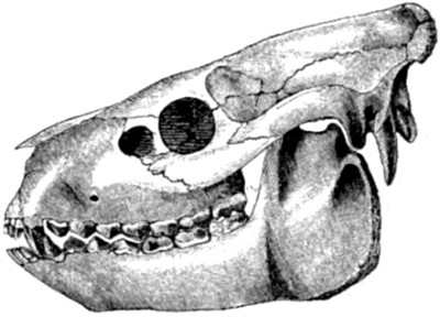 Fig. 60.&mdash;Skull of Oreodon Culbertsoni. (After Leidy.)