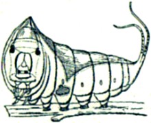 The larva of Puss Moth in its terrifying
attitude after being disturbed.