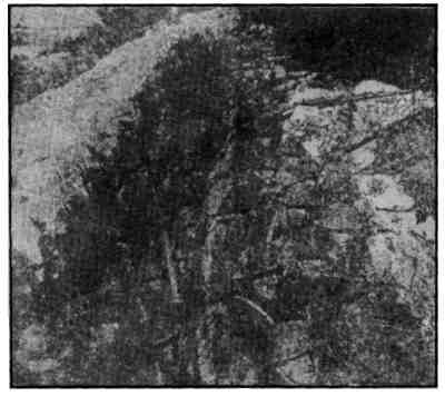 This New Official Photograph Shows Some of Our Over-seas Troops
in their Ringside Costume.