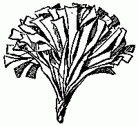 Fig. 207&mdash;Pinch the centre into a point.