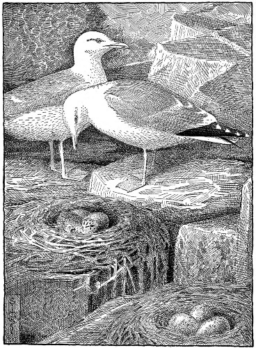 It was not for food alone that Larie and his mate lived
that spring.