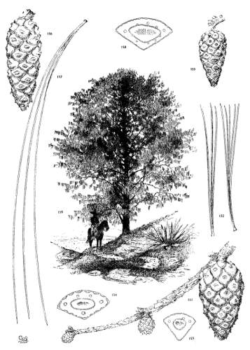 PLATE XVI. P. LEIOPHYLLA (151-154), LUMHOLTZII
(155-159)