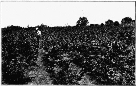 Plate IV. A Pecan Nursery.

Photo by J. F. Jones.