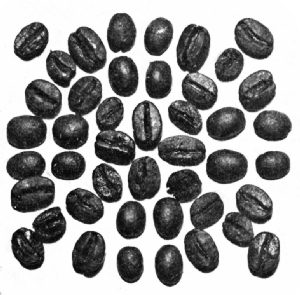 Rio Beans&mdash;Roasted
