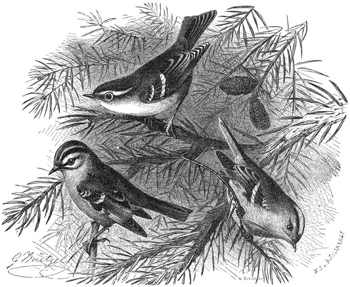 1) Grauwstuit-boschzanger (Phylloscopus superciliosus), 2) Vuur-goudhaantje (Regulus ignicapillus), 3) Goudhaantje (Regulus cristatus). &frac12; v. d. ware grootte.