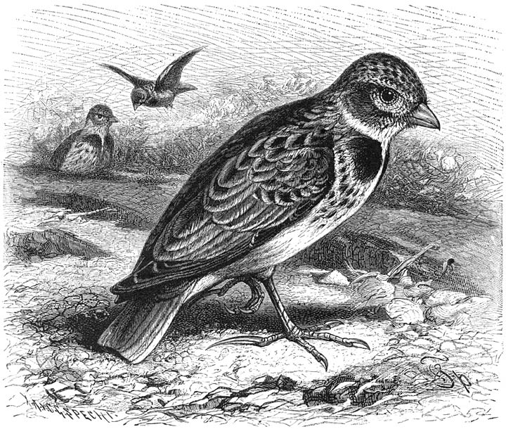 Kalander-leeuwerik (Alauda calandra). &frac12; v. d. ware grootte.