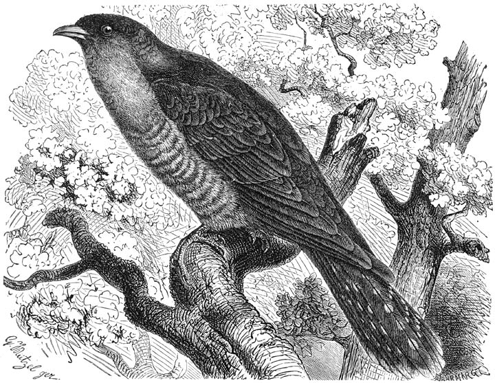 Koekoek (Cuculus canorus). &frac12; v. d. ware grootte.