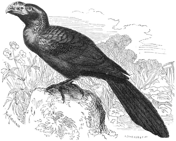 Ani (Crotophaga minor). &frac12; v. d. ware grootte.