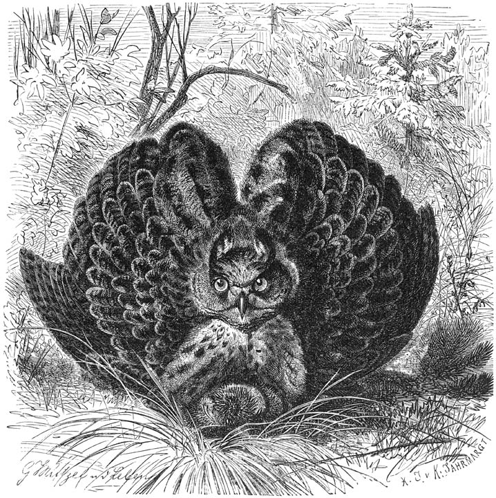 Ooruil (Bubo ignavus). &frac14; v. d. ware grootte.