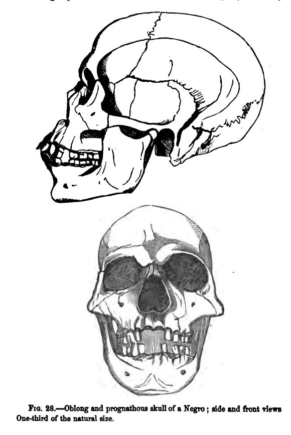 Fig. 28.--oblong and Prognathous Skull of a Negro; Side And Front Views. One-third of the Natural Size.