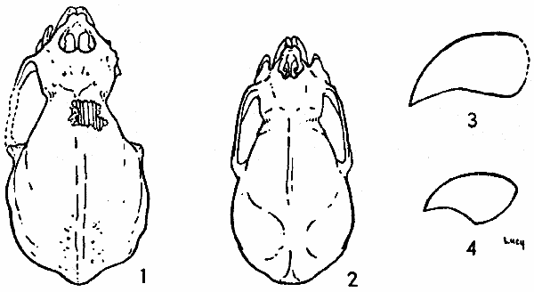 Figs. 1-4. Fig. 1. Dorsal view of holotype of Desmodus
stocki, × 1-1/2. Fig. 2. Dorsal view of Desmodus rotundus murinus,
♂, KU 54969, La Mula, 13 mi. N Jaumave, Tamaulipas, ×
1-1/2. Fig. 3. Lateral view of left upper incisor of D. stocki,
LACM (CIT) 2950, × 2-1/2. Fig. 4. Lateral view of left upper
incisor of D. r. murinus, ♀, KU 54967, La Mula, 13 mi. N Jaumave,
Tamaulipas, × 2-1/2.