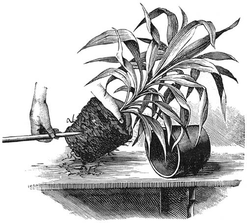 Fig. 40. Het losmaken van de kluit eener Drac&aelig;na.