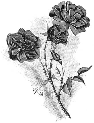 Fig. 81. Maandroos &ldquo;Louis Philippe&rdquo;.