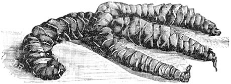 Fig. 146. Wortelstokjes van een Tyd&aelig;a.