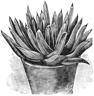 Fig. 209. Agave Victoria-Regin&aelig;.