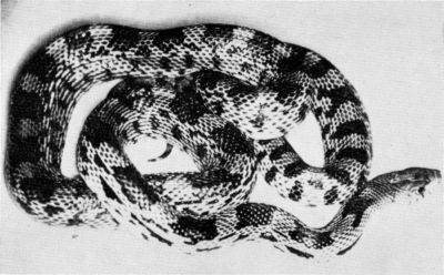 Fig. 1. Pituophis deppei deppei from Cumbres de Acultzingo, Veracruz,
UMMZ 114596. Approx. 1/2 natural size.