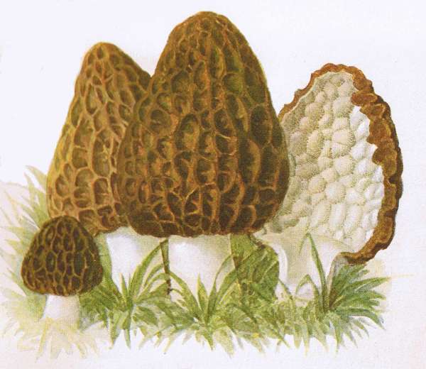 1. Spitz-Morchel. E&szlig;bar.