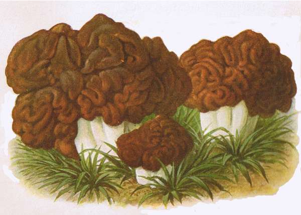 2. Speise-Lorchel. Stock-Morchel. E&szlig;bar.