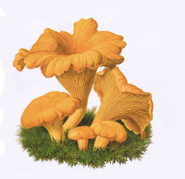 10. Echter Gelbling. Gehling, Pfifferling, Eierpilz. E&szlig;bar.