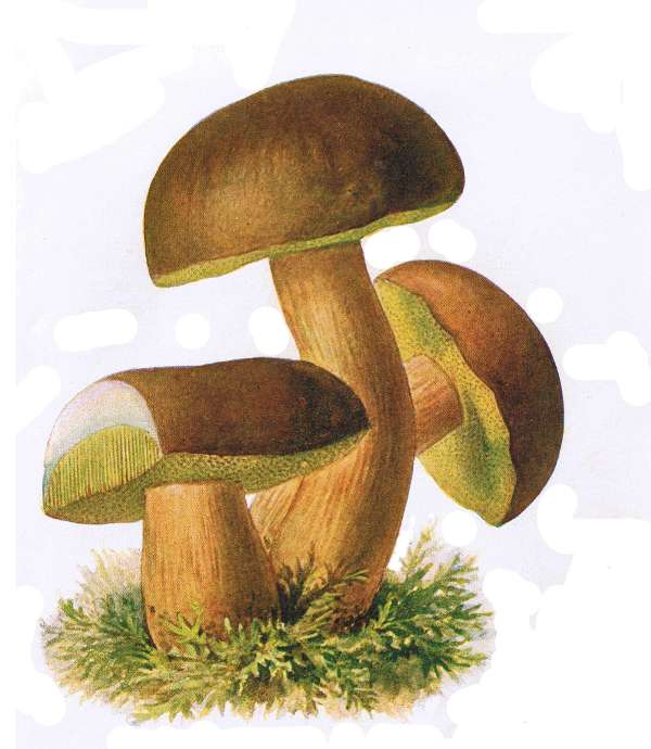 12. Maronen-R&ouml;hrling. E&szlig;bar.