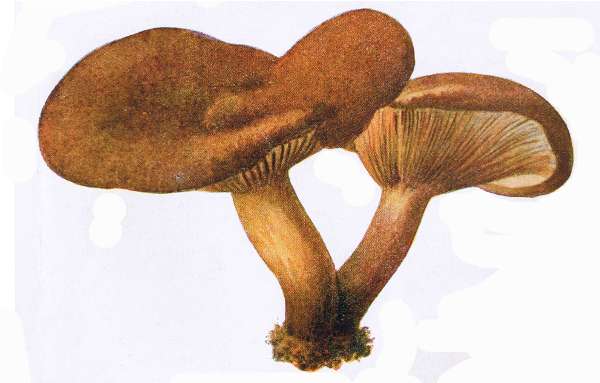 29. Kahler Kr&auml;mpling. E&szlig;bar.