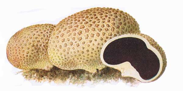 38. Kartoffel-Bovist. Pomeranzen-H&auml;rtling. Giftig!