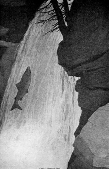 "AGAIN HE SHOT INTO THE SPRAY-THICK AIR ON THE FACE OF
THE FALL."