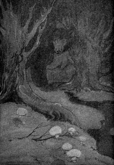 "FOR ALL HIS SEEMING AWKWARDNESS HE MOVED AS DELICATELY
AS A CAT."