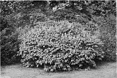 �SCULUS PARVIFLORA (late July).