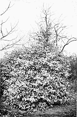 EL�AGNUS PUNGENS (Kew).