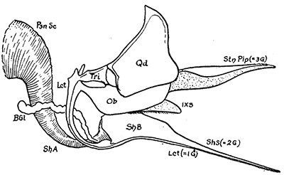 25. Sting of a honey bee. Psn Sc, base of acid
poison gland; B Gl, alkaline poison gland;
Stn Plp, sting palpi; Sh B, bulb of sting;
Sh A, basal arm; Lct, lancets or darts; Sh s,
shaft of sting. Modified from Snodgrass.