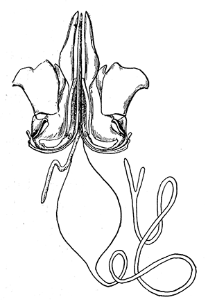 26. Poison apparatus of a honey
bee. Modified from Snodgrass.