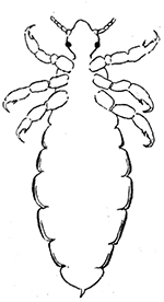 65. Pediculus humanus,
ventral aspect
of male. (�10)