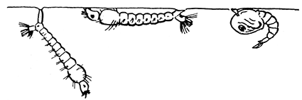 128. (a) Normal position of the larv�
of Culex and Anopheles in
the water. Culex, left; Anopheles,
middle; Culex pupa,
right hand figure.