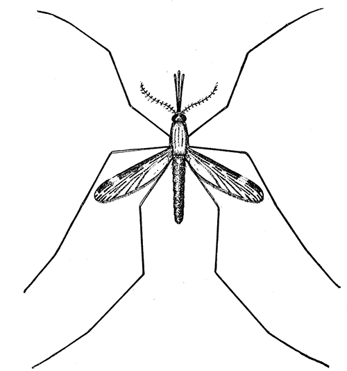 131. Anopheles punctipennis. Female, (�4). After Howard.