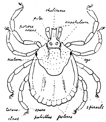 157. Amblyomma, female. After Nuttall
and Warburton.