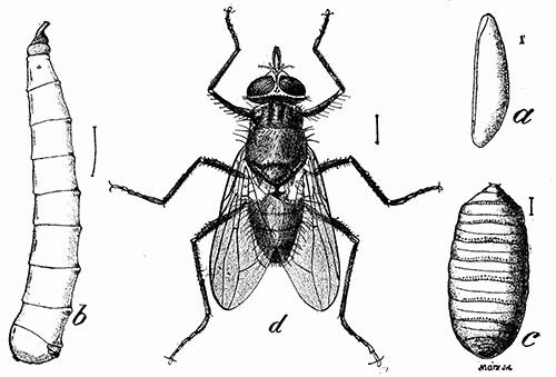 167. Horn fly. (a) egg; (b) larva; (c) puparium; (d) adult. (�4). Bureau of Entomology