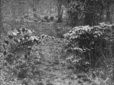 Solomon's Seal in Spring, in the upper part of the
Fern-walk.