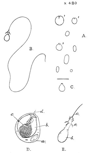 Illustration: Fig. 27.&mdash;Nettle-cells of Hydra.