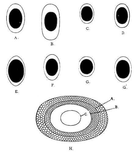 Illustration: Fig. 42.&mdash;Outlines of
free statoblasts of Plumatella (enlarged).