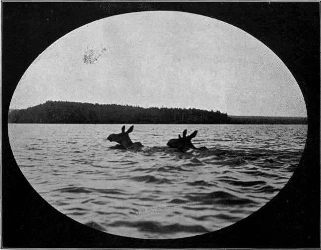 YOUNG BULL AND COW MOOSE SWIMMING.

(Lobster Lake.)

Photographed from Life.