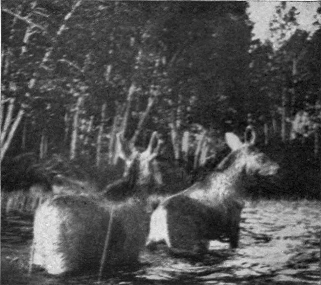 MOOSE CALVES LEAVING WATER.

(Mud Pond Region.)

Photographed from Life.