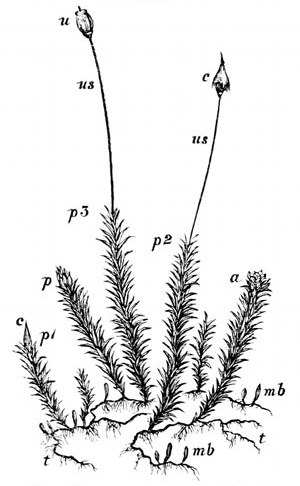 Fig. 34.

Polytrichum commune. A large
hair-moss.

t, t, Threads of green cells forming
the protonema out of which moss-buds
spring. mb, Buds of moss-stems.
a, Minute green flower in which the
antherozoids are formed (enlarged in
Fig. 35). p, p1, p2, p3, Minute green
flower in which the ovules are formed,
and urn-plant springing out of it (enlarged
in Fig. 35). us, Urn stems.
c, Cap. u, Urn after cap has fallen off,
still protected by its lid.