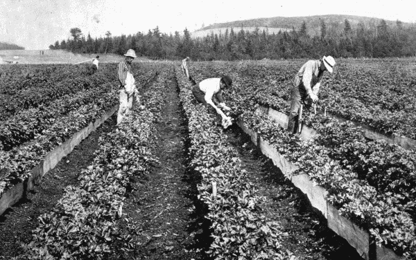 By permission of Dupont Powder Co.

A Fine Crop

Celery grown on soil tilled by dynamite.&mdash;See p. 24