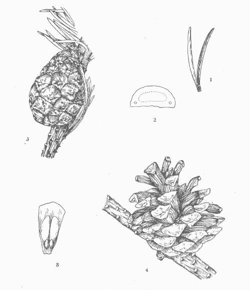 Jack Pine. Scrub Pine