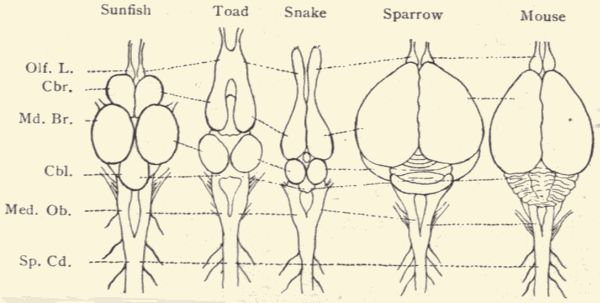Diagram of brains of vertebrates.