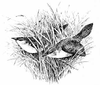 Types of Spanish Bird-Life

CETTI’S WARBLER (Sylvia cettii)

A winter songster, abundant but rarely seen, skulking in densest
brakes.